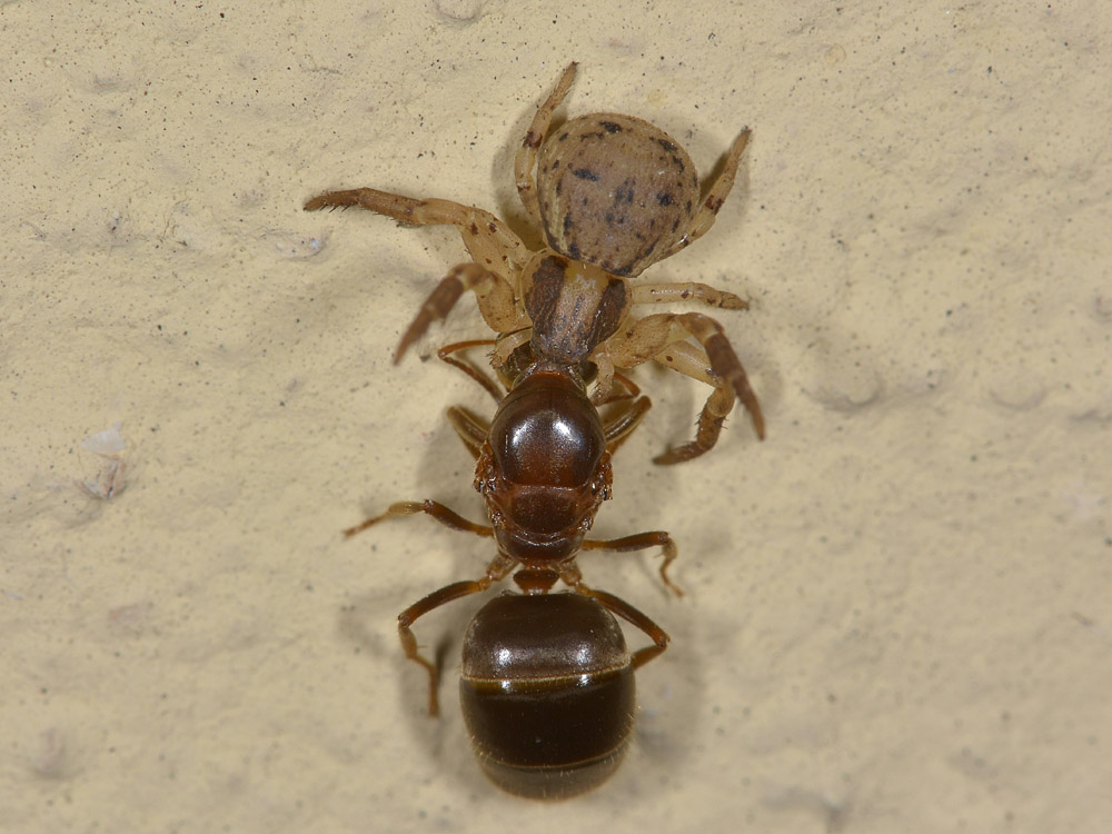 Lasius sp. con 